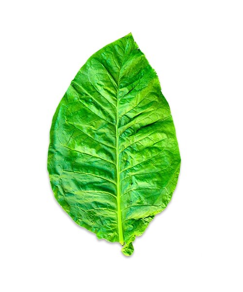 category_awareness_image_nicotine_leaf