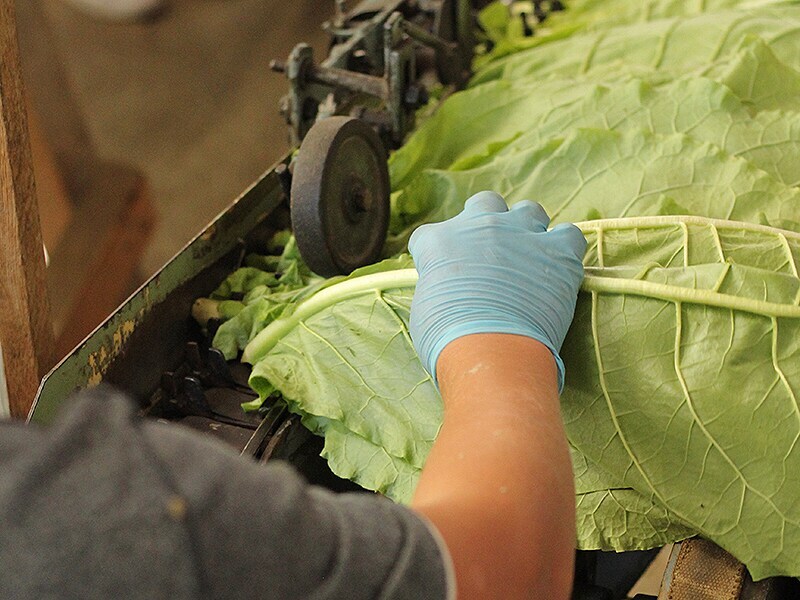 tobacco-handle-leaves_article-crop