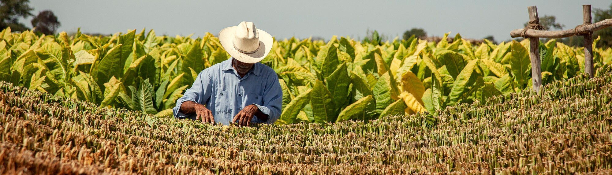 Nayarit Mexico Farmer July 2021 banner