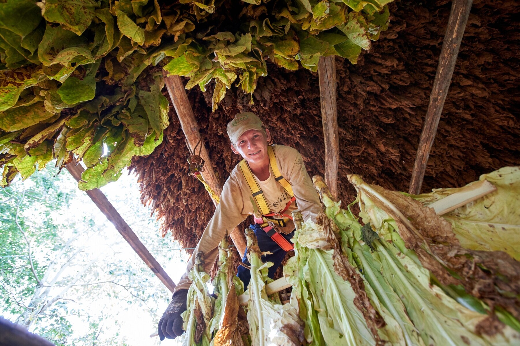 A farm worker wears a harness while hanging tobacco in San Vincente, Argentina