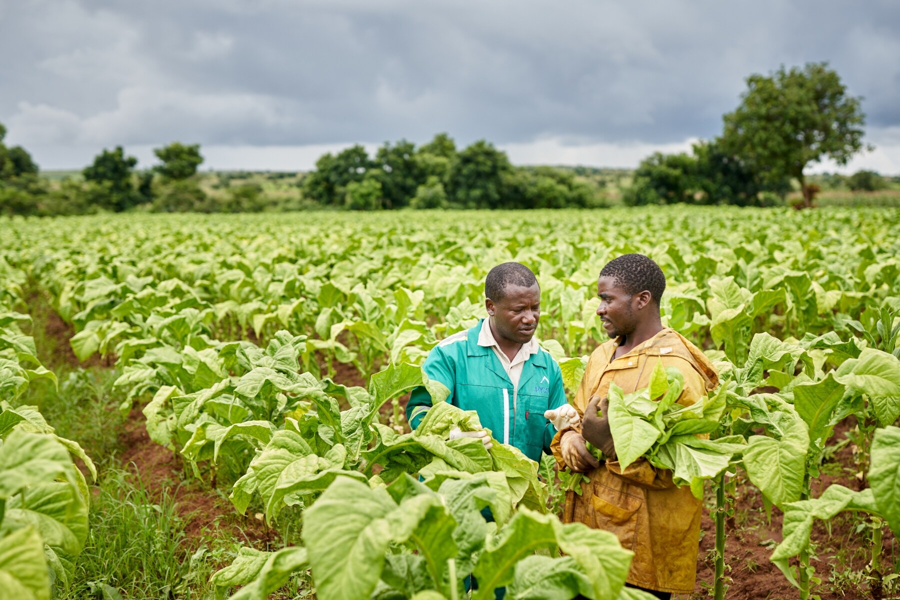 A field technician in discussion with a tobacco farm worker in Malawi