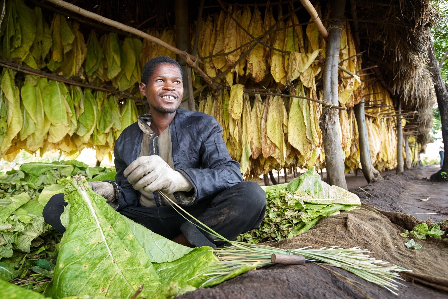 A Malawian worker threads tobacco leaves 