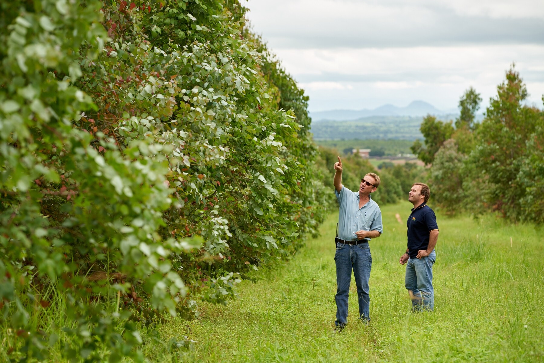 Two PMI employees at a eucalyptus plantation in Malawi