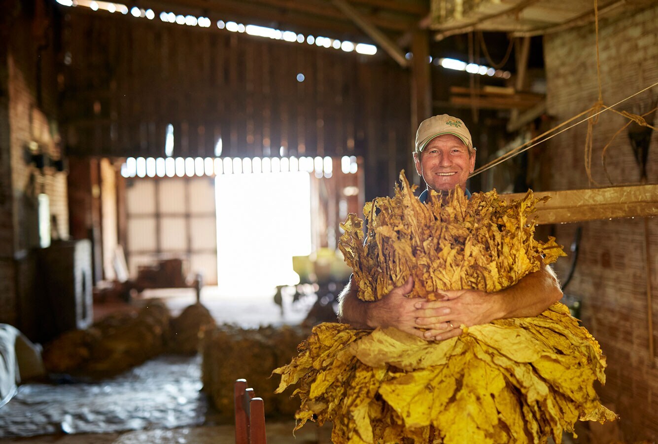 Brazil-dried-tobacco