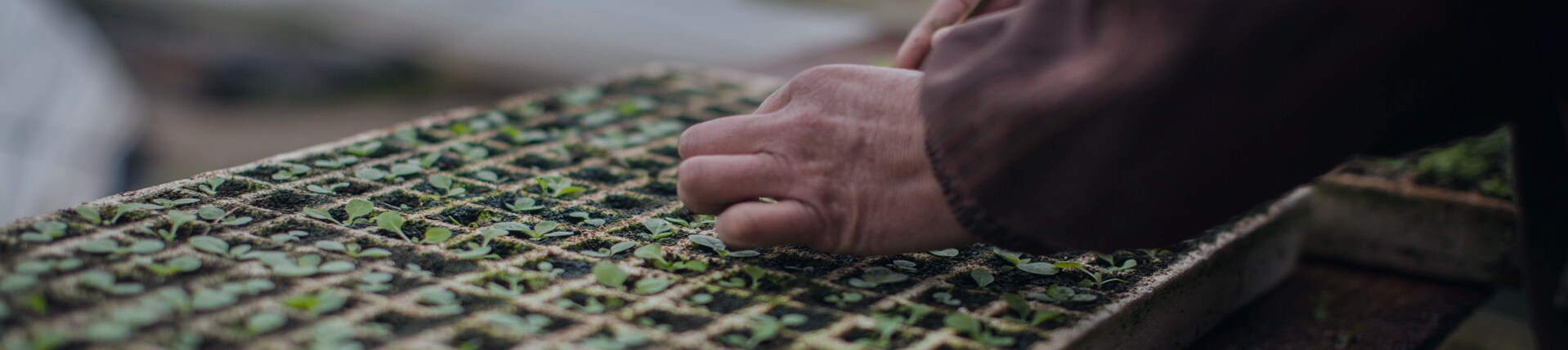 v2 banner tobacco seed bed glossary