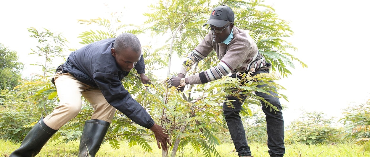 two-men-planting-tree