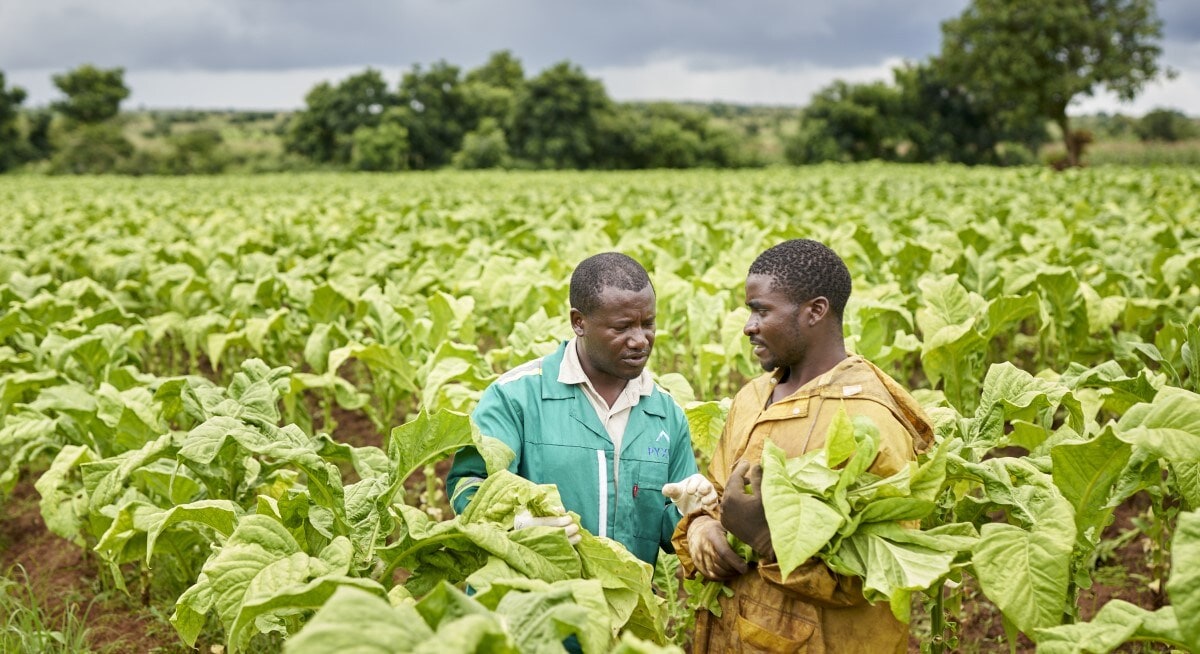 tobacco-farmer-and-field-technician-malawi