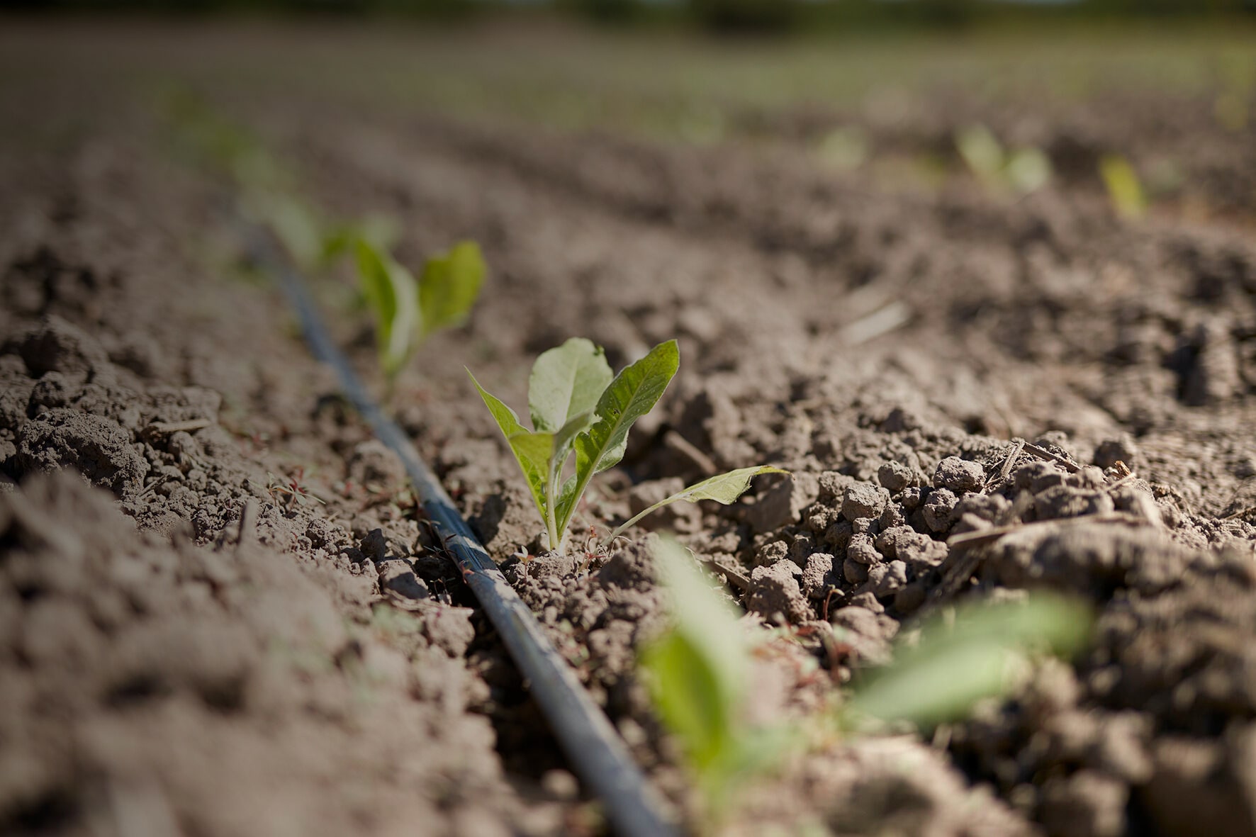 Close-up of young tobacco plants growing in a field with drip irrigation.