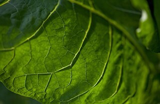 tobacco-leaf-small-320x208