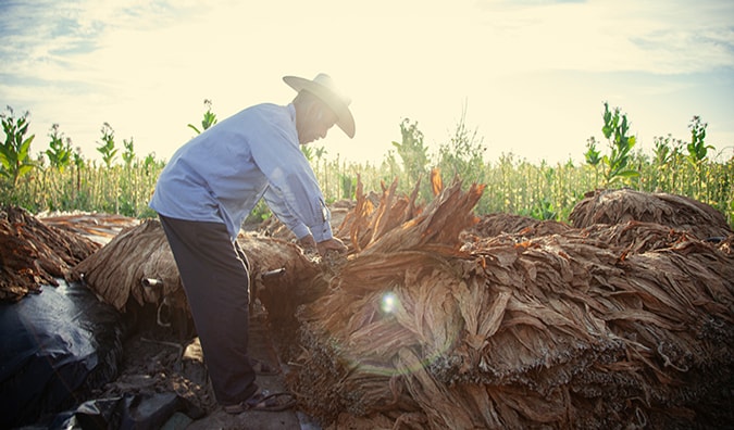 Tobacco farmer in Mexico