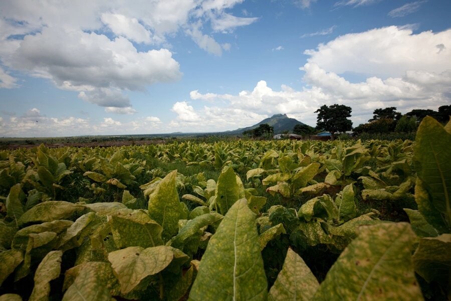 tobacco-field-malawi