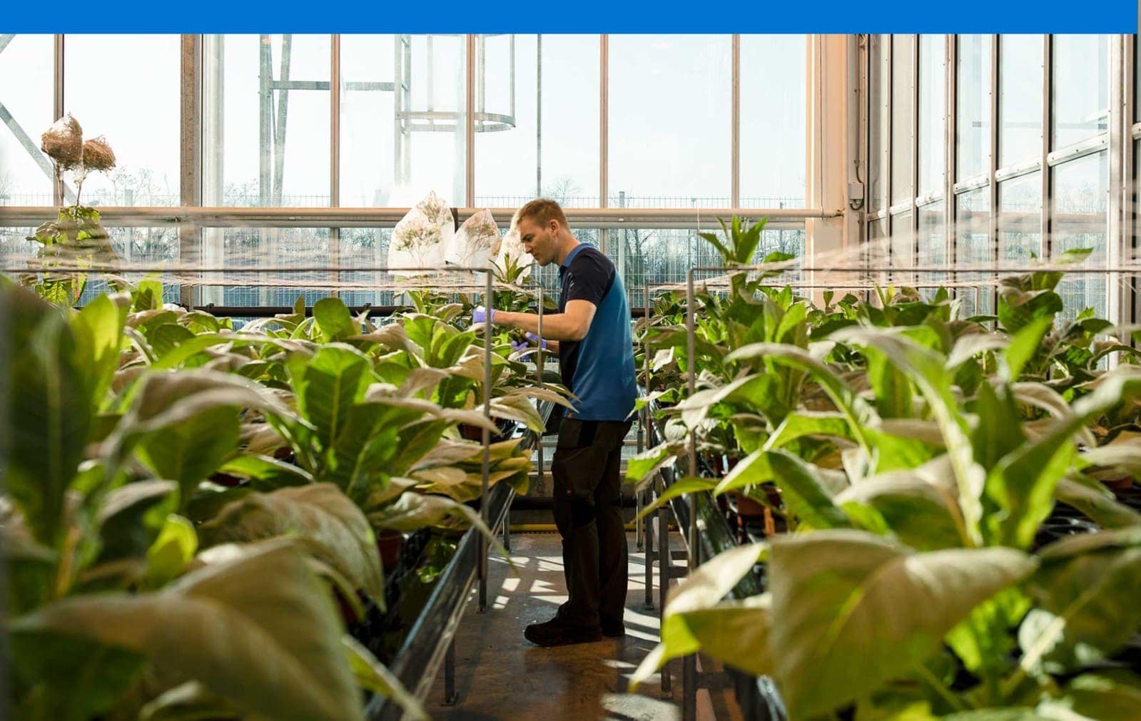 tobacco-plant-greenhouse
