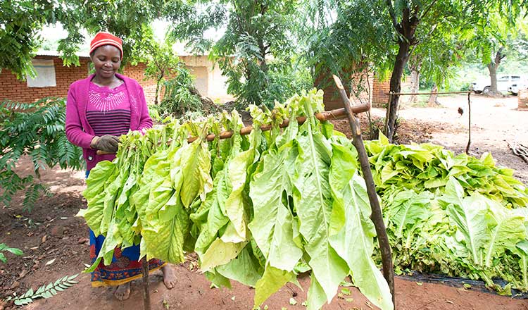 farmworker-stringing-leaves-malawi-thumb