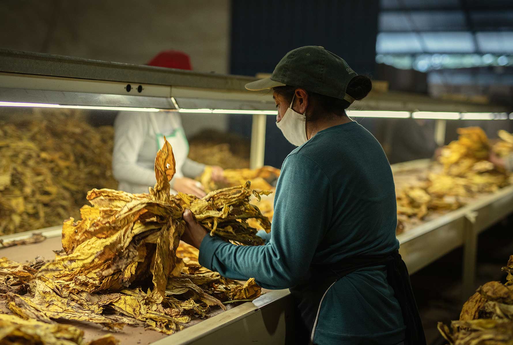 sorting-tobacco-leaves