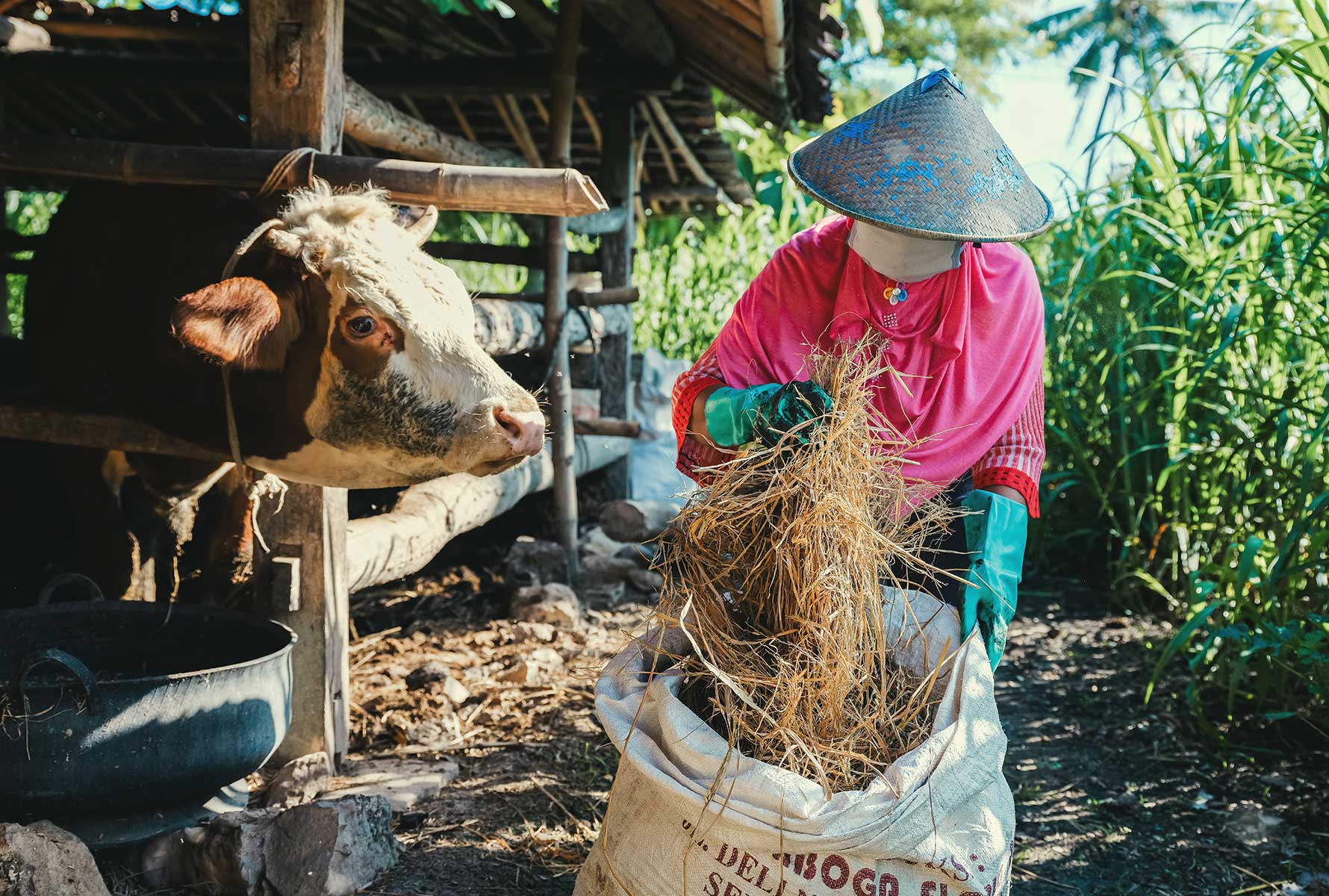 vietnamese-woman-feeding-cow