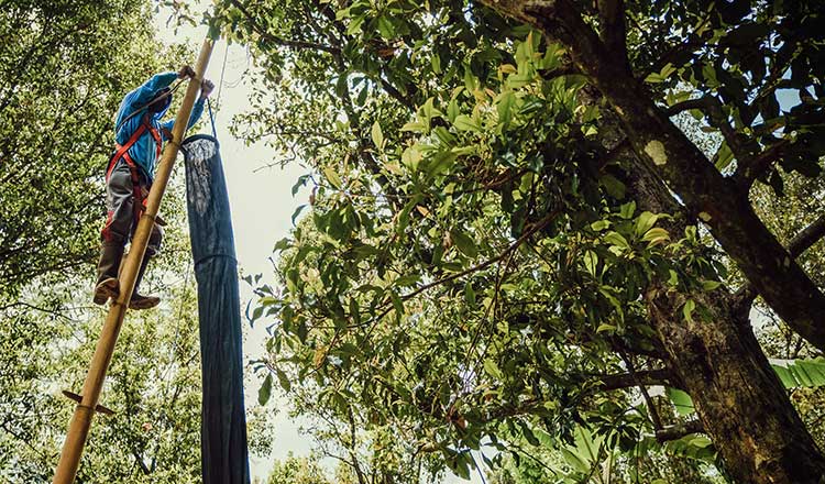 forest-conservation-thumbnail