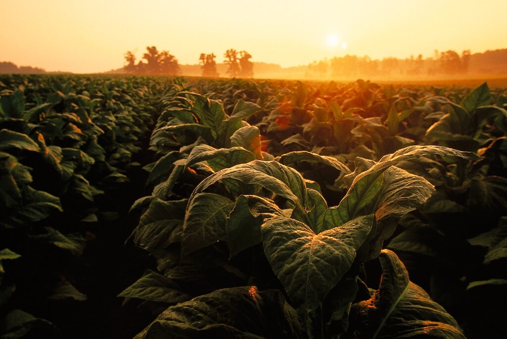 Friends of the Earth