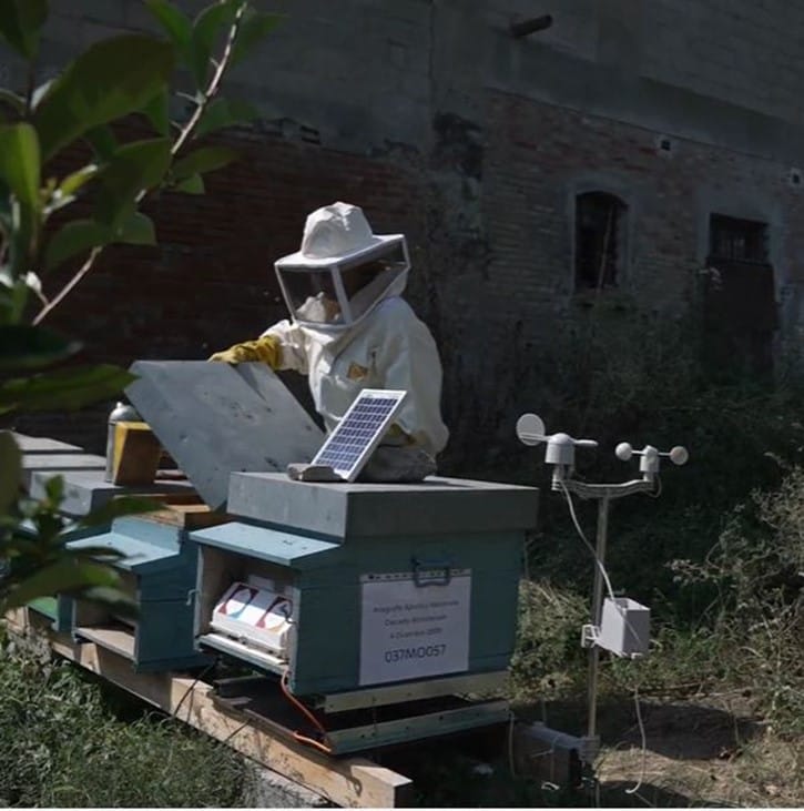 Bologna bees image 1