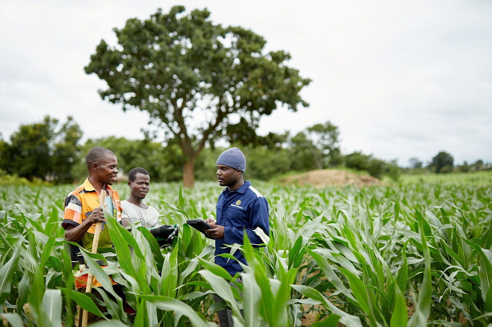 field-technician-and-farm-workers-in-a-field
