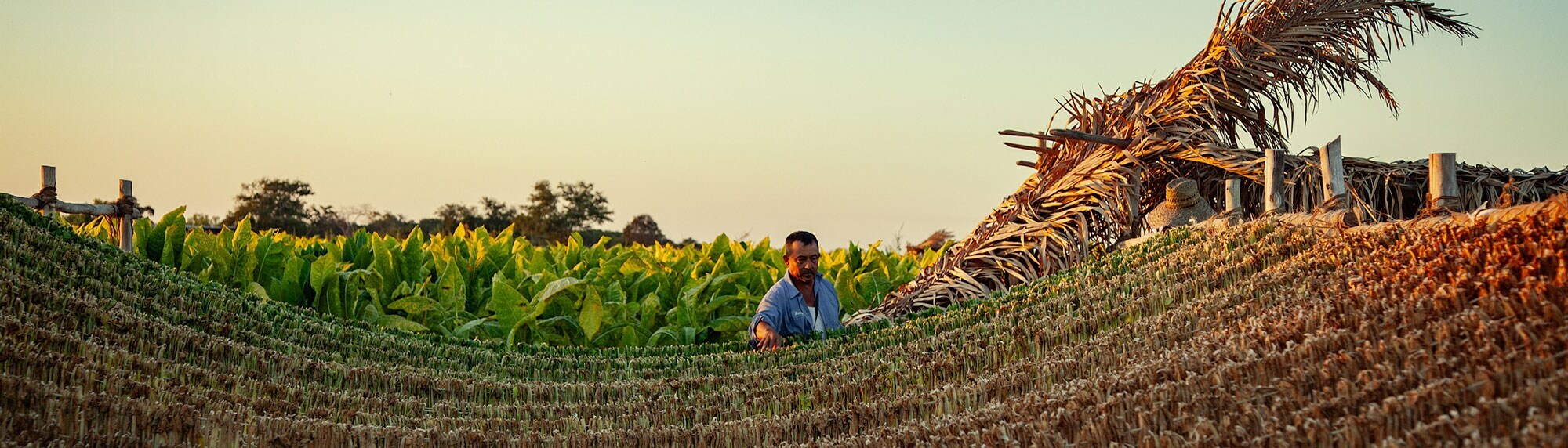 Nayarit Mexico 2021 web banner