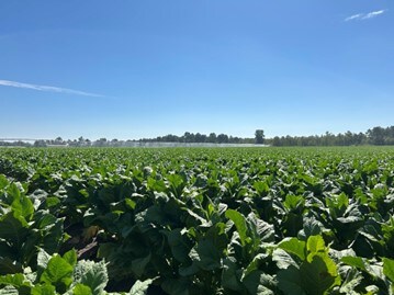 tobacco plant on field