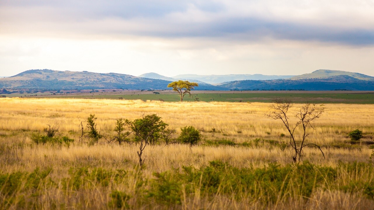 Illicit trade Africa landscape
