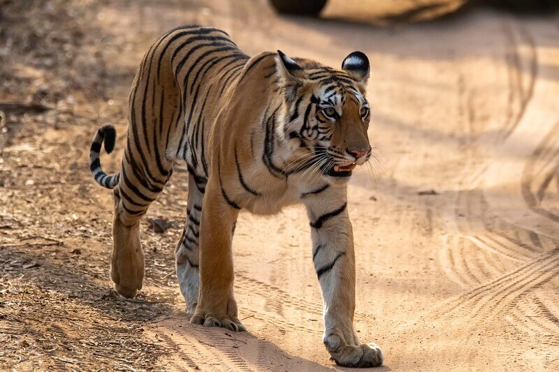 Illicit wildlife trade thumbnail