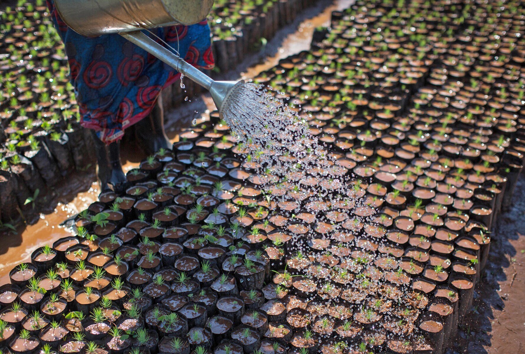watering-seedling-plants