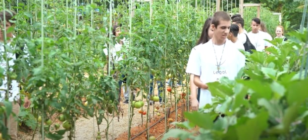 students walking through tomato crop