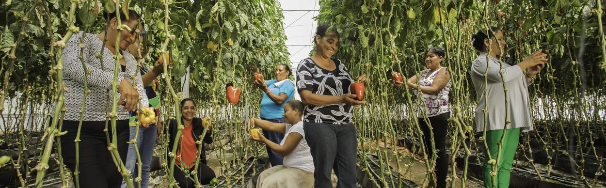 farm-workers-harvest-peppers