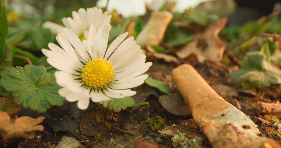 cigarette-butt-ground-flower