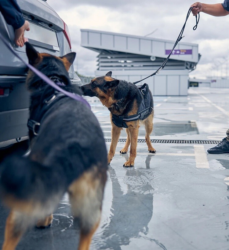 security-dogs-illict-trade2