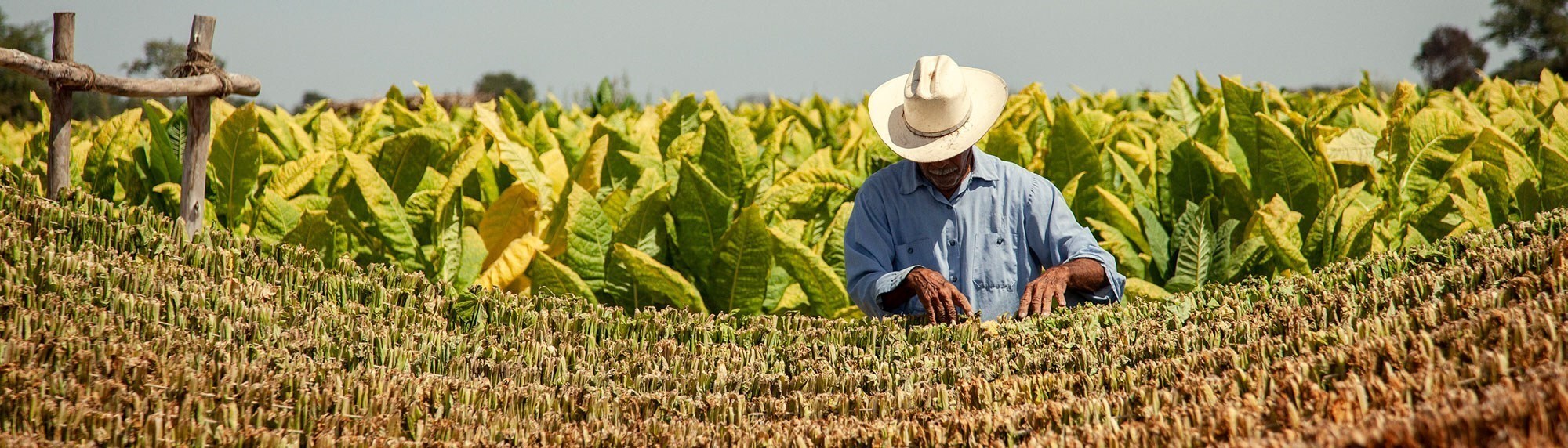 nayarit-mexico-farmer-july2021-banner-mirrored