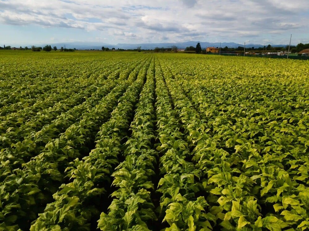 field-with-tobacco-rows