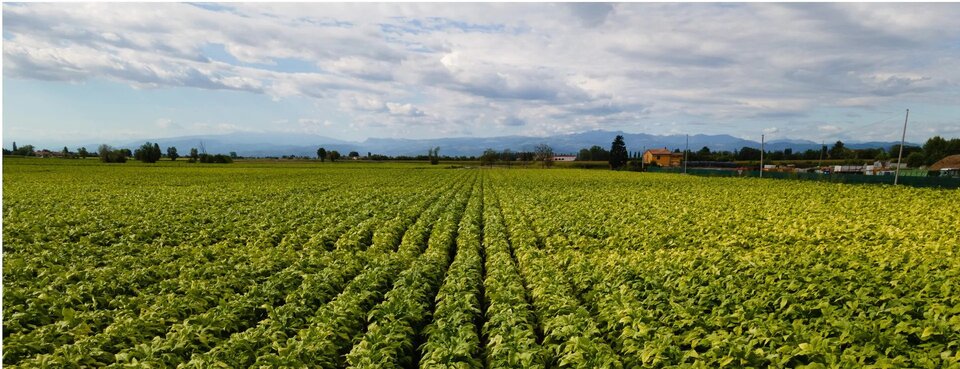 field-of-tobacco-plants